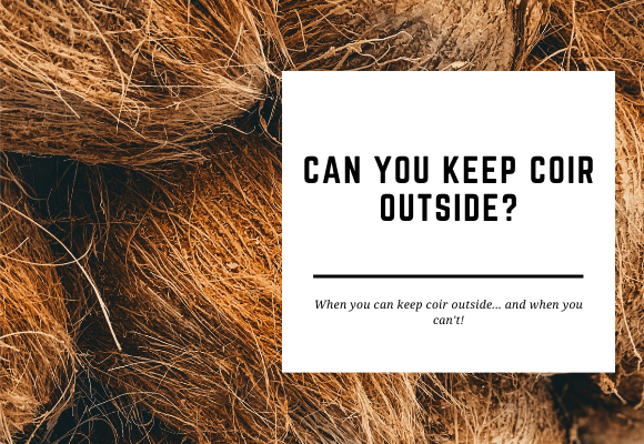 Coconuts can be seen close-up. Blog header reads Can You Keep Coir Outside.