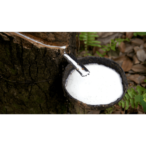 How is rubber made? This image shows the process of extracting the latex from a rubber tree.